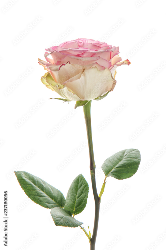 Beautiful rose on white background