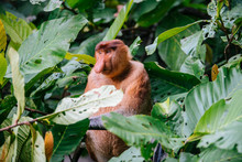 Monkey Between Green Foliage Of Trees