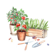 Pots With Seedlings And Vegetables Plants, Tomato And Pepper Bushes, Pliers And Scoop. Watercolor And Graphics Illustration Of Gardening Still Life