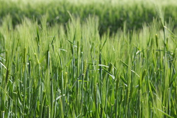 Close up of green wheat in field