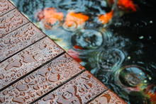 Selective Focus Of Droplet On Wooden Terrace With Koi Carp Japanese Fish Underwater In Koi Pond In Raining Day.Top View.Pet,Home And Decor Concept.