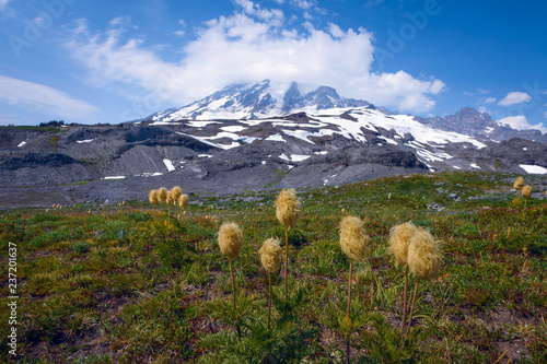 Fotografie, Obraz Flowers with Mount Rainier in the background on a beautiful summer day