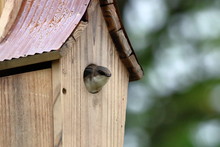 A Female Tree Swallow Perches In The Doorway Of Her Nest Box On A Dreary Spring Day.