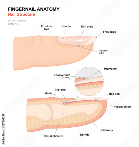 Science of human body. Anatomical training poster. Fingernail Anatomy