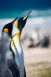 King Pinguins in Falkland Islands