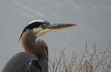 Wall Mural - Great Blue Heron