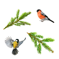 Wall Mural - set of Christmas photos of bird tit and bullfinch, branch of green spruce on white isolated background