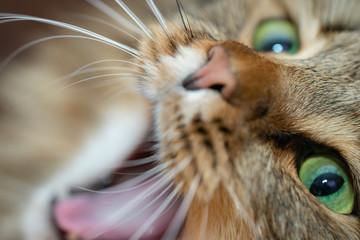 Portrait of a striped, brown cat with green eyes close-up.