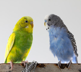 two wavy parrots sit on a cage