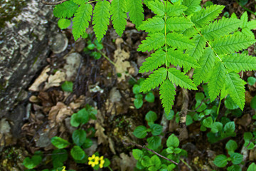 Wall Mural - design flora base postcard forest walk fresh foundation sunlight on a background of forest glade with yellow flowers