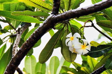 Plumeria Or Frangipani Or Kalachuchi Flowers On The Tree. Rizal Boulevard-Dumaguete-Philippines.0497
