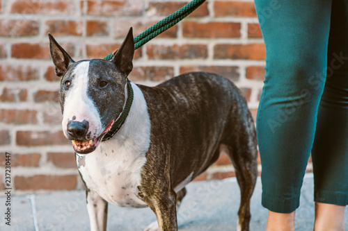 Fotografie, Obraz The legs of a female stands next to a bull terrier dog