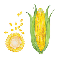 watercolor illustration of corn