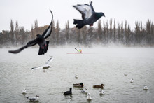 Birds Fly Away. On The Lake Rowing Kayaker. In The Background Is A Winter Forest