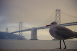 Fototapeta Pomosty - Seagull with Bridge in San Francisco