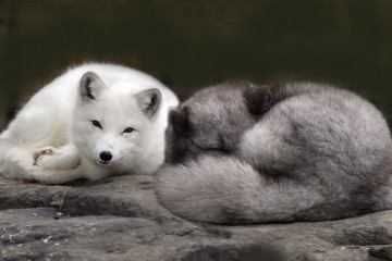 Wall Mural - Arctic fox sleeping on rock in zoo in spring