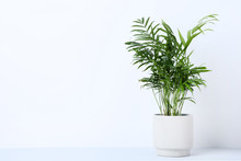 Green Plant In Pot On Grey Background