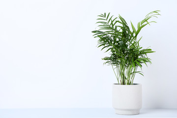 Green plant in pot on grey background