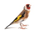Fototapeta  - European Goldfinch, carduelis carduelis, standing, isolated on white background.