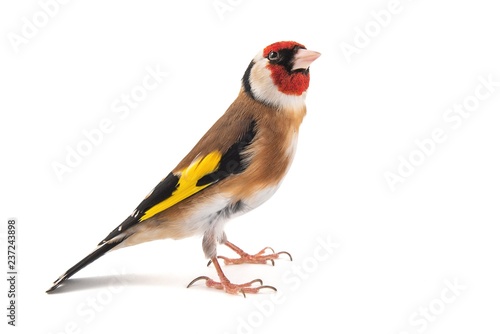 Fotomural European Goldfinch, carduelis carduelis, standing, isolated on white background