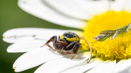 araña sobre flor amarilla y blanca