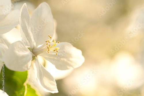 Plakat kwiat jabłoni   piekny-kwiat-jabloni-kwitnacych-w-letnim-slonecznym-ogrodzie