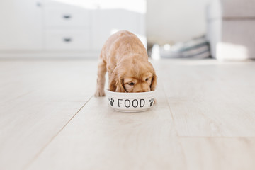 English cocker spaniel puppy eating dog food