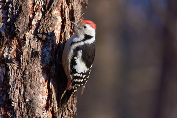 Middle spotted woodpecker sits on a larch trunk in a forest park in an autumn forest park.