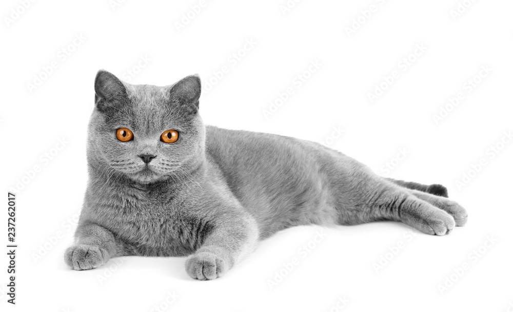 Gray british cat on white background - obrazy, fototapety, plakaty 
