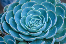 Sky Blue Succulent Plants Rosette Ornamental Of Close Up