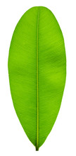 Green Leaf With Pinnately  Parallel  Venation Pattern