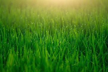 Closeup view of morning dew on green grass