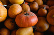 © Amy Covington/Stocksy - Organic pumpkins