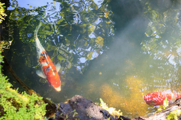 Wall Mural - colorful fancy carps koi fish in garden pond