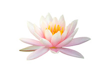 Beautiful Pink Lotus Flower Isolated On White Background.