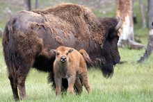 Wild Bison In Yellowstone National Park (Wyoming).