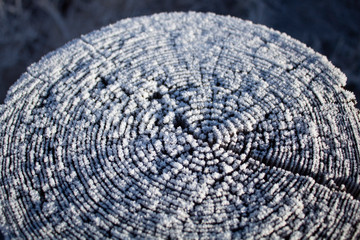 cross section of stumps covered with snowy frost