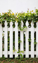 Idyllic Fence And Hedge