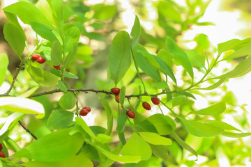 Wall Mural - Erythroxylum coca at garden