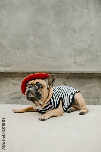 striped french bulldog