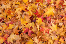 Autumn Leaves On Forest Floor
