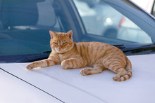 Single Red Cat Is Heated On The Hood Of A Car