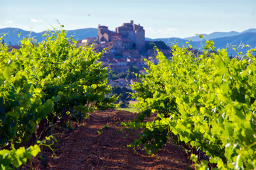 Wall Mural - Vineyards in the Languedoc, near the village of Puissalicon