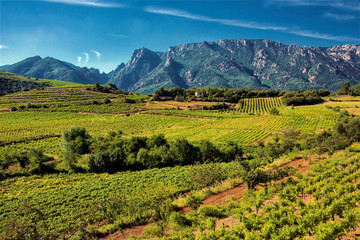 Vineyards and mountains in the Saint Chinian wine region of the Languedoc, south of France