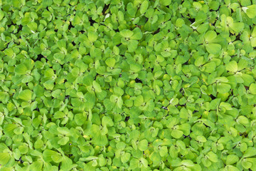 Wall Mural - Top view water lettuce leaf for nature background and texture, Green plant top view for backdrop