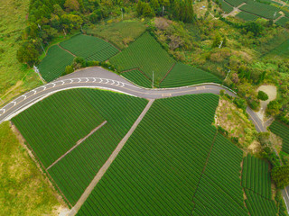 Aerial view of rice field in Shizuoka in Autumn season. Green rural area or countryside land on hills in Japan. Nature landscape background