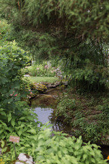 stream in forest