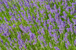 Purple Lavender Flowers With Green Stem