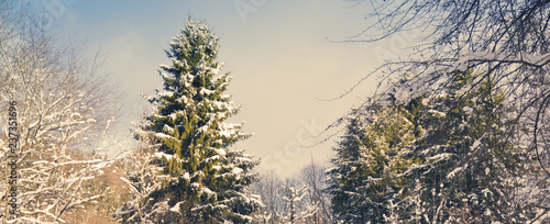 Plakat Zima krajobraz z śniegi zakrywającymi drzewami. Tle przyrody.