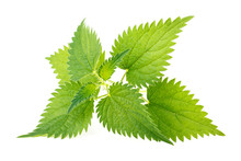 Nettle Leaves Isolated On White Background
